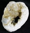 Calcite Crystal Filled Fossil Clam - Fluoresces Under UV #28610-1